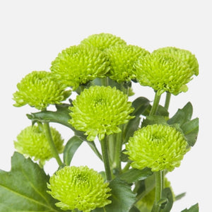 Santini Pompon lime green