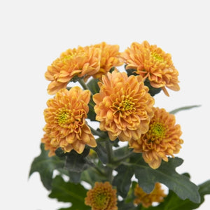 Santini Pompon orange