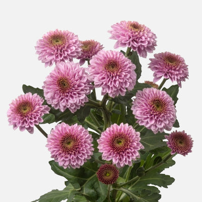 Santini rosa-lila
