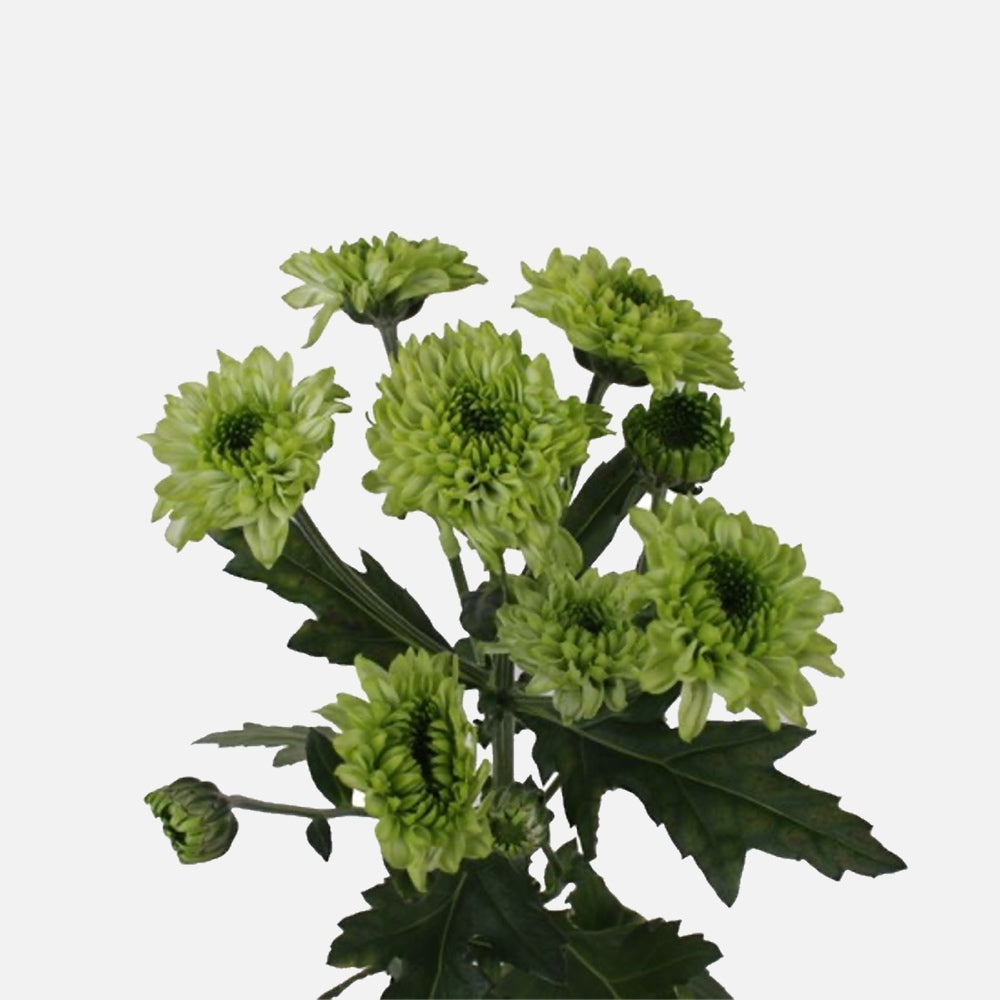 Spray Chrysanthemen Avocado