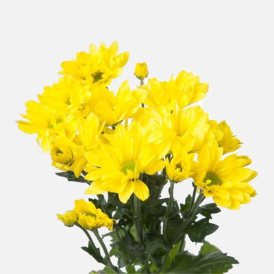 Spray Chrysanthemen gelb
