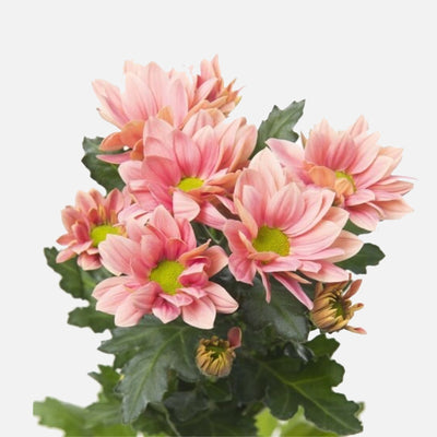 Spray Chrysanthemen lachsrosa
