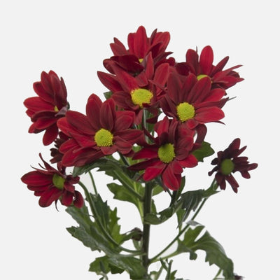 Spray Chrysanthemen rot