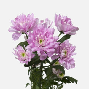Spray Chrysanthemen rosa
