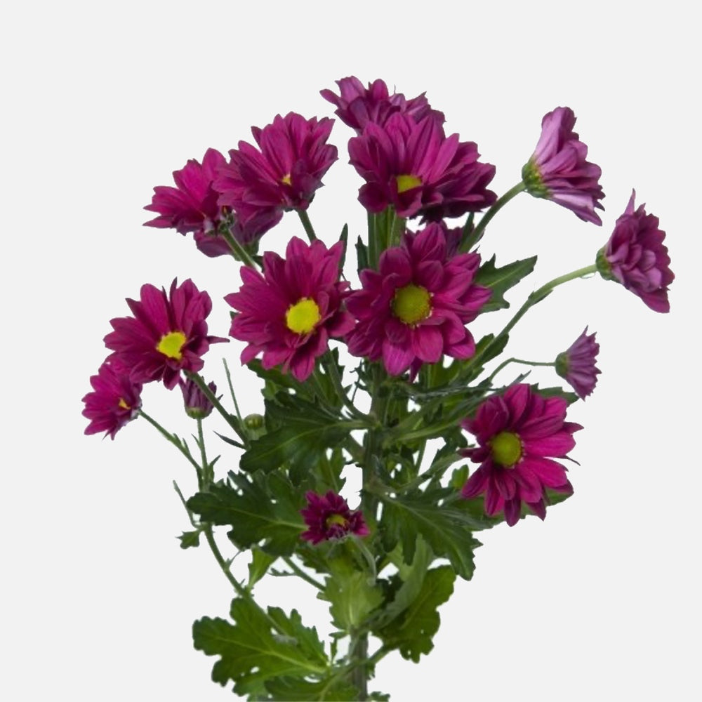 Spray Chrysanthemen violett