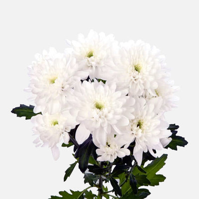 Spray Chrysanthemen weiss