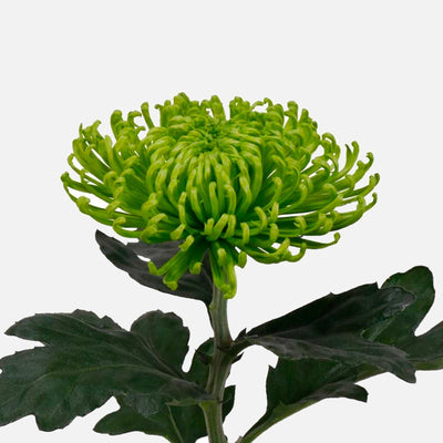 Chrysanthemen limegreen