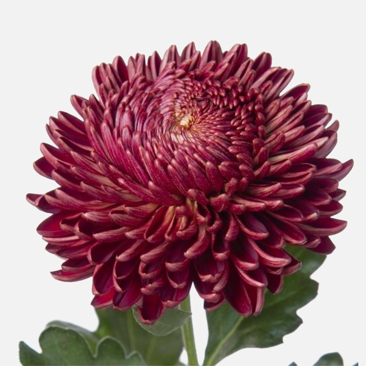 Chrysanthemen Rubina