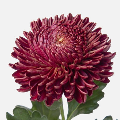 Chrysanthemen Rubina