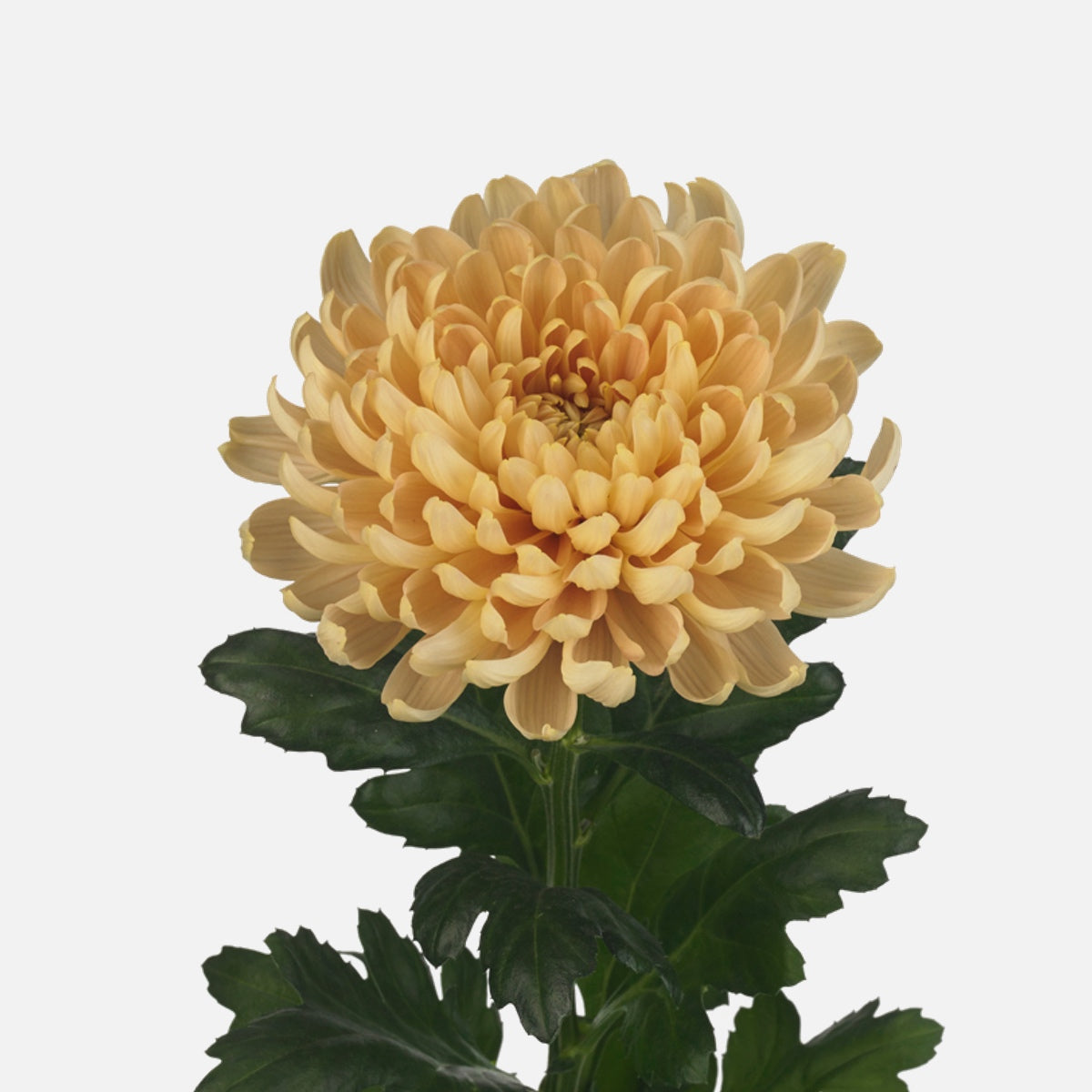 Chrysanthemen sepia