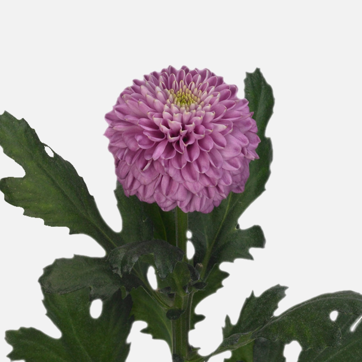 Chrysanthemen Kugel hellviolett