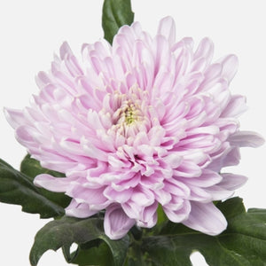 Chrysanthemen rosa EXP