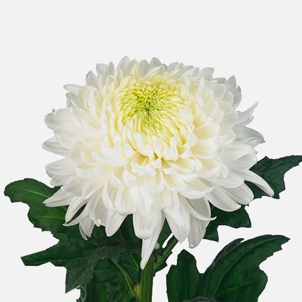 Chrysanthemen weiss