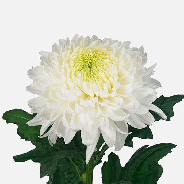 Chrysanthemen weiss online verschicken & schenken – TOM FLOWERS