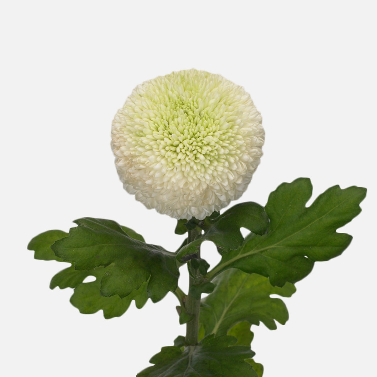 Chrysanthemen Kugel weiss