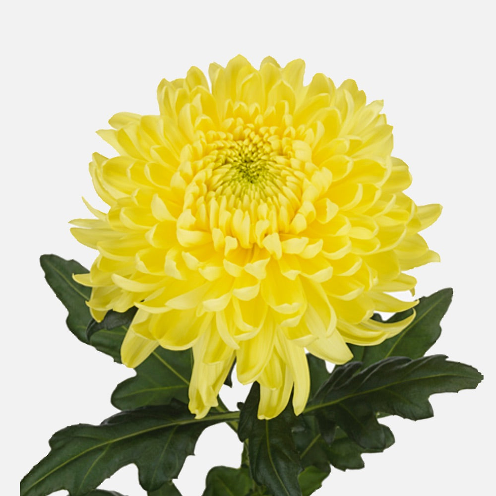 Chrysanthemen gelb