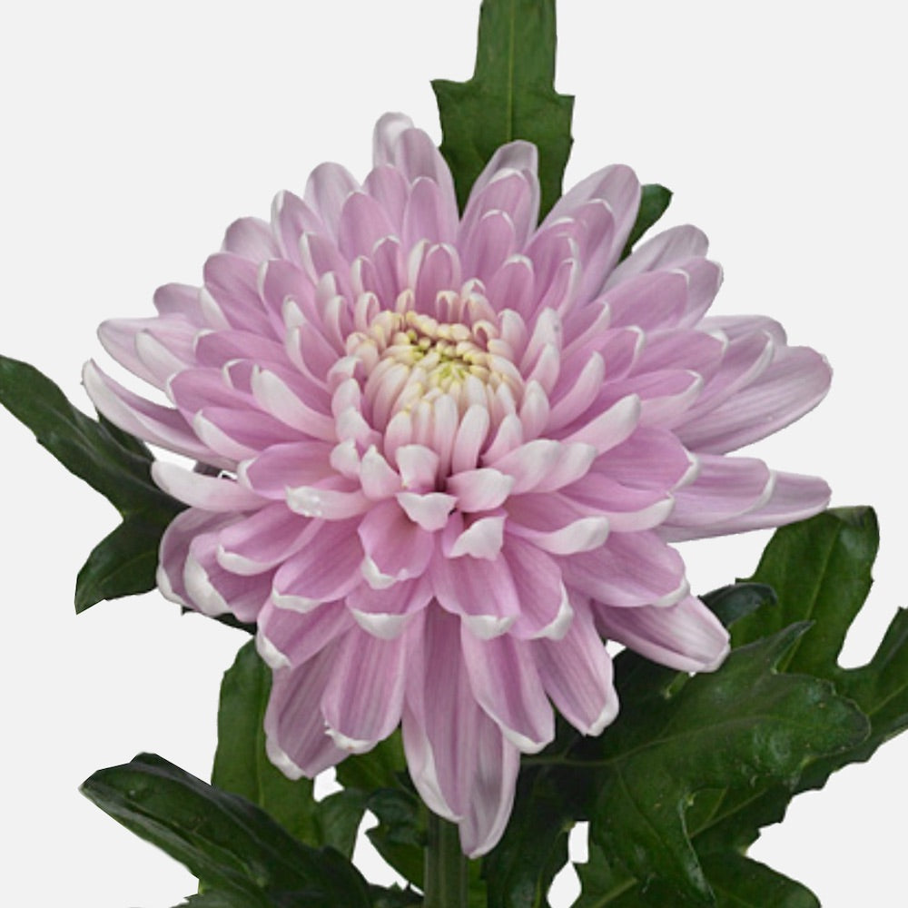 Chrysanthemen rosa