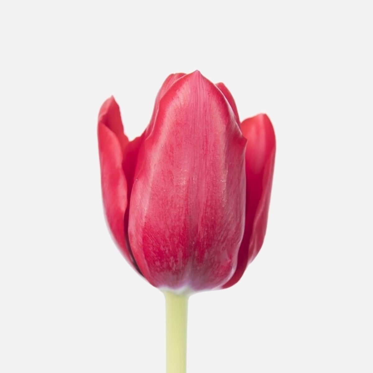 Klassische Tulpen rot