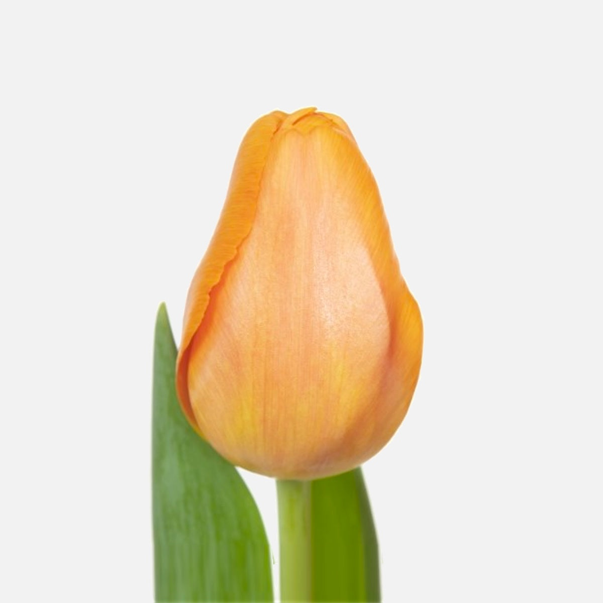 Klassische Tulpen orange