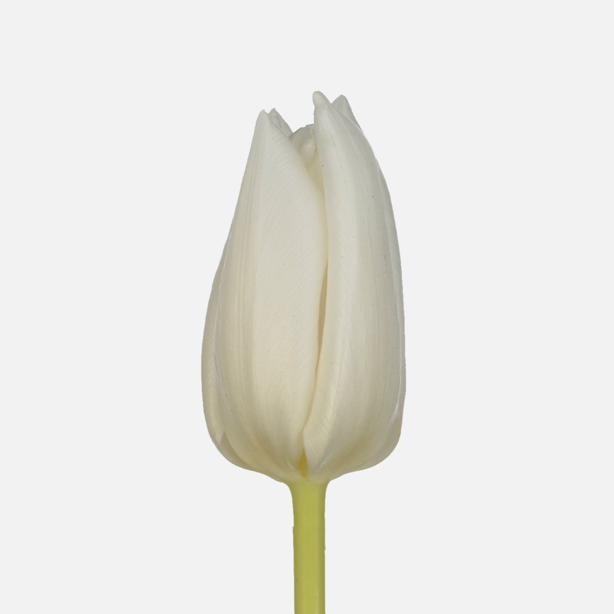 Klassische Tulpen weiss
