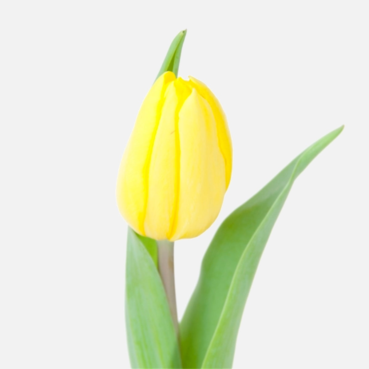 Klassische Tulpen gelb