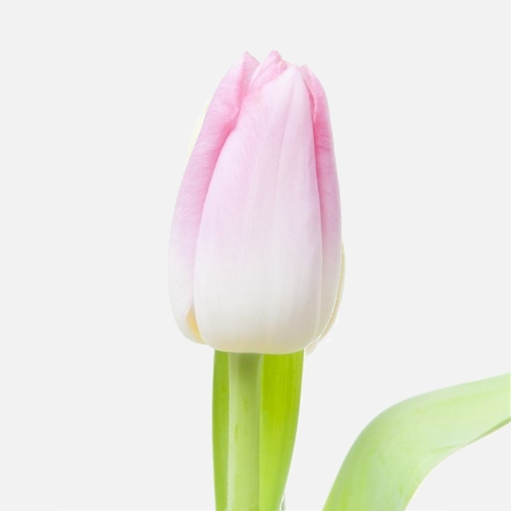 Klassische Tulpen Pink Blush