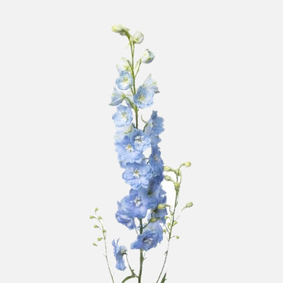 Rittersporn himmelblau