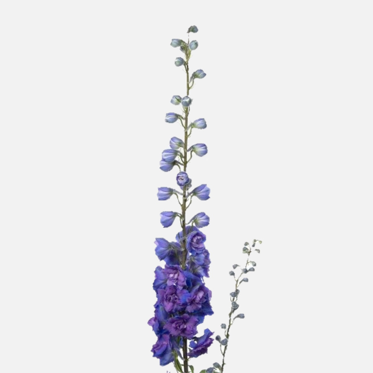 Rittersporn indigo