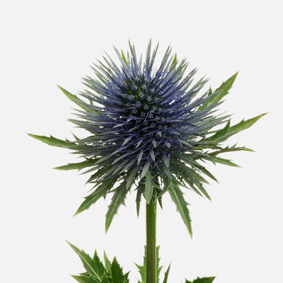 Disteln blau
