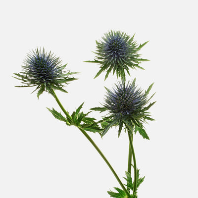 Disteln blau