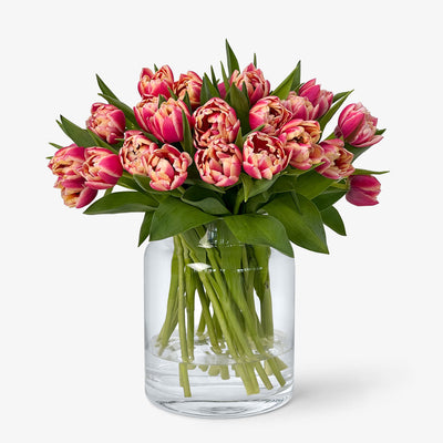 Lionstep - 30 Dopp Tulpen Columbus