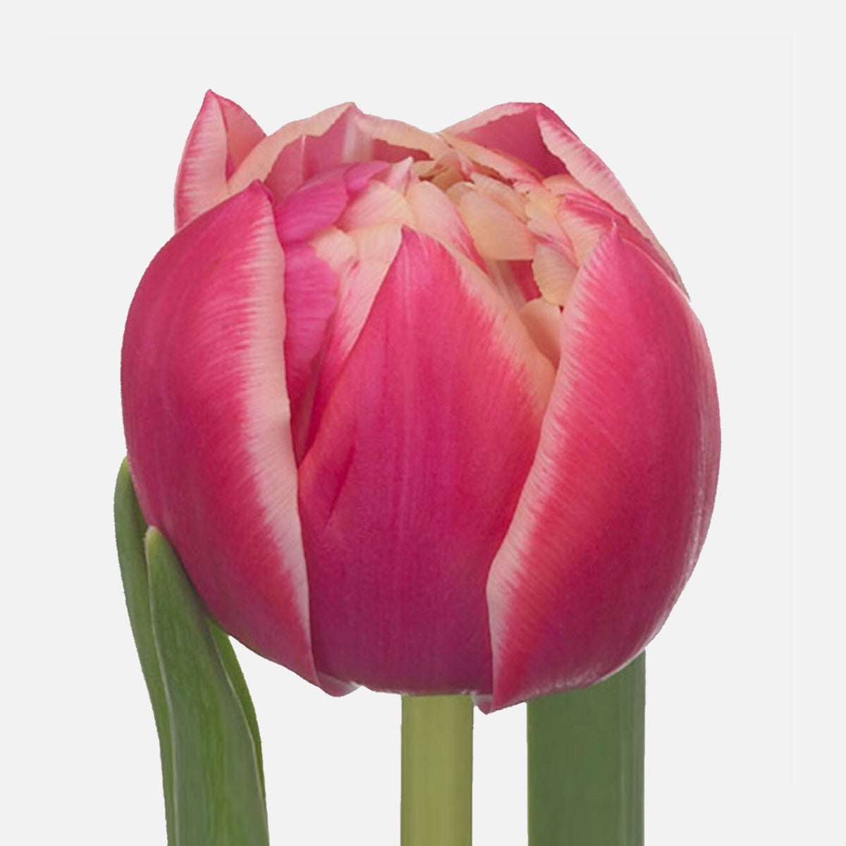 Lionstep - 30 Dopp Tulpen Columbus