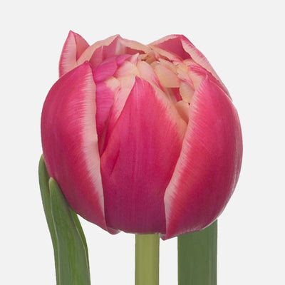 Lionstep - 30 Dopp Tulpen Columbus