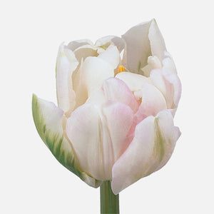 Doppelte Tulpen weiss