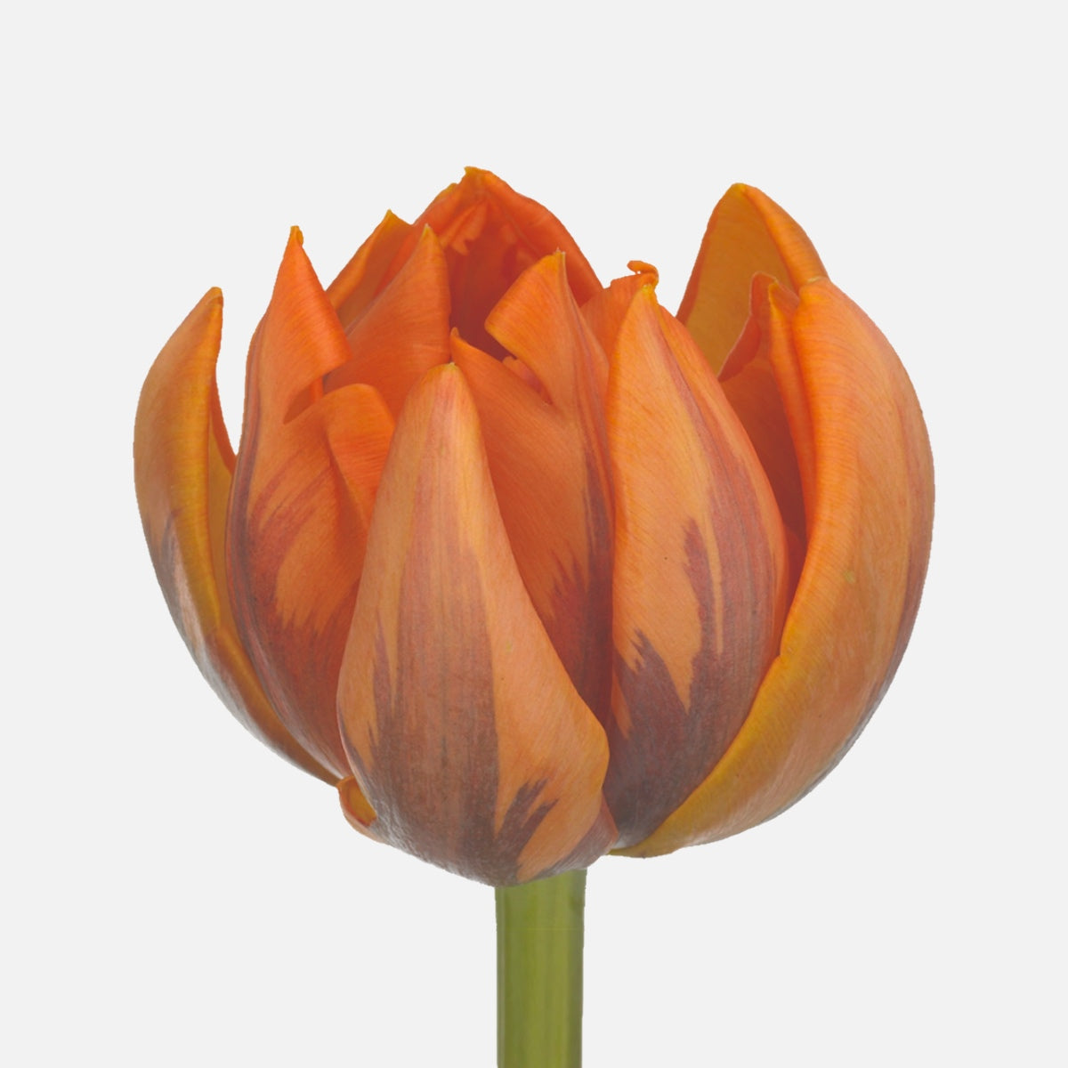 Doppelte Tulpen orange