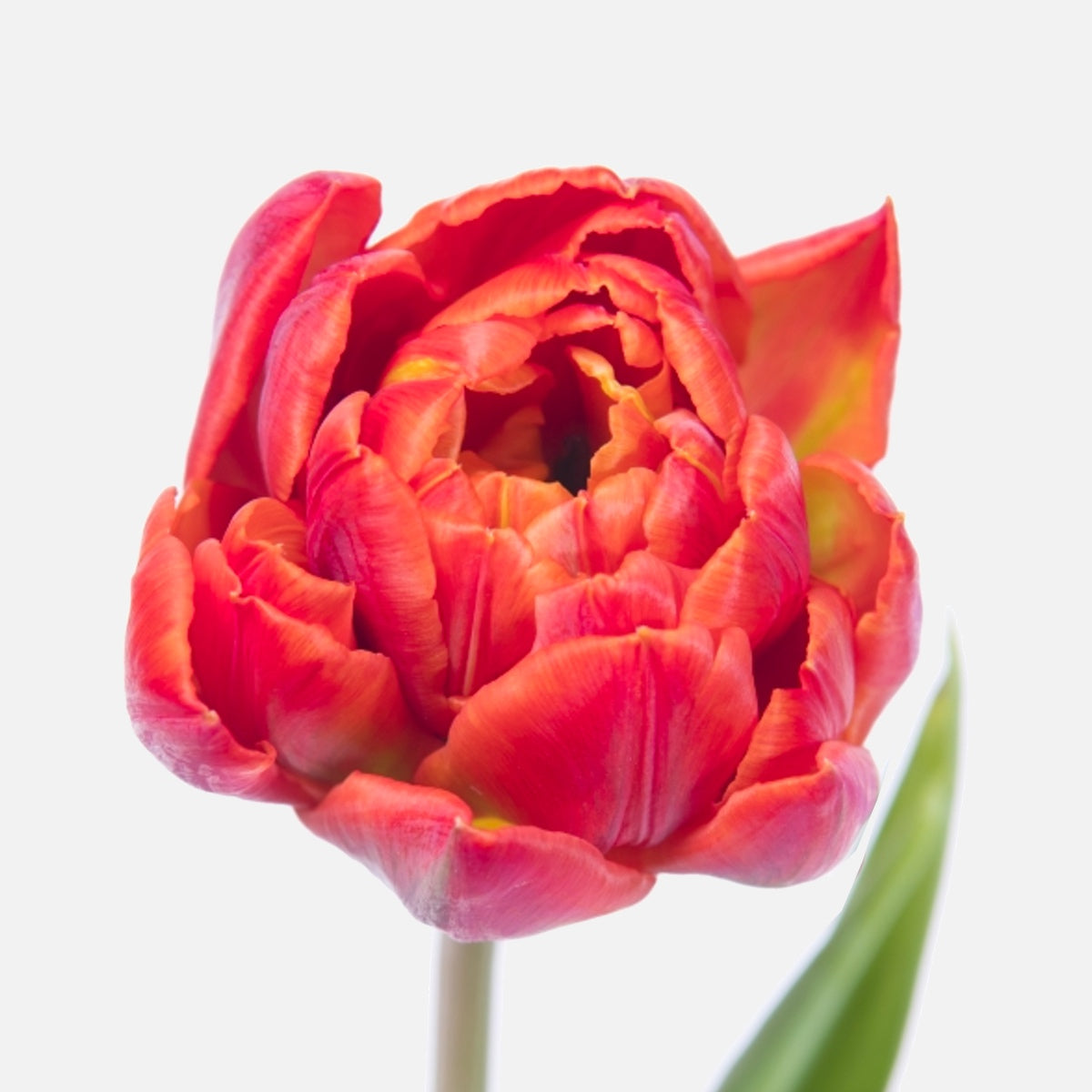 Doppelte Tulpen rot
