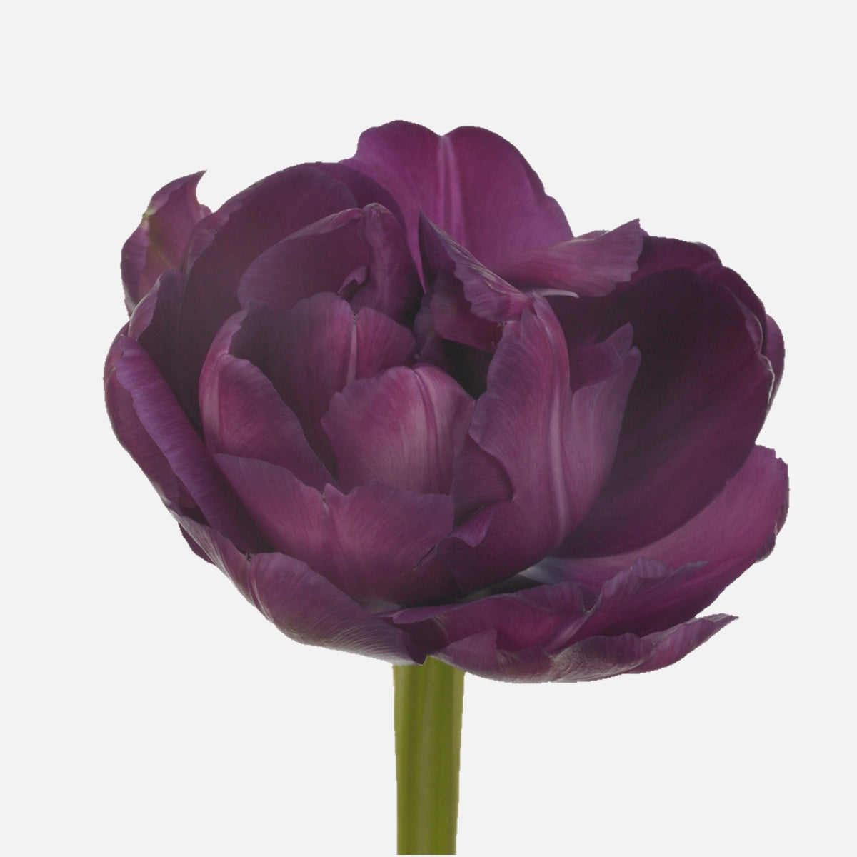 Doppelte Tulpen dunkelviolett