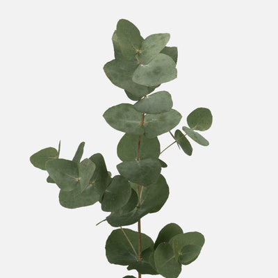 Eucalyptus