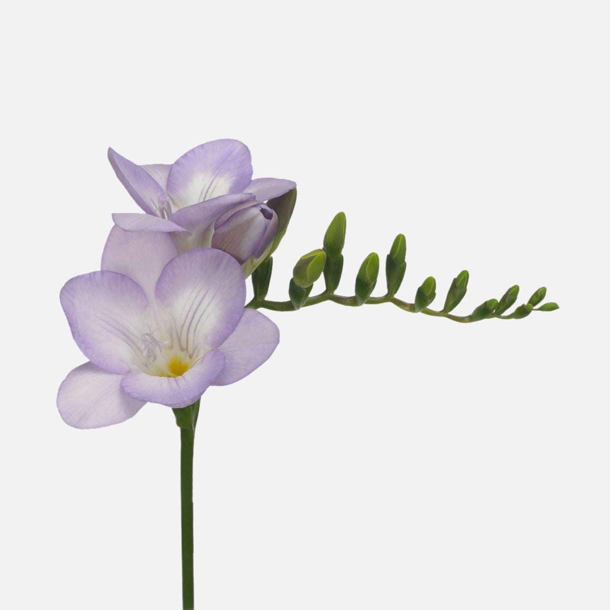 Freesien weiss-lila
