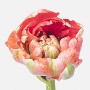 Französische doppelte Tulpen Sunrise