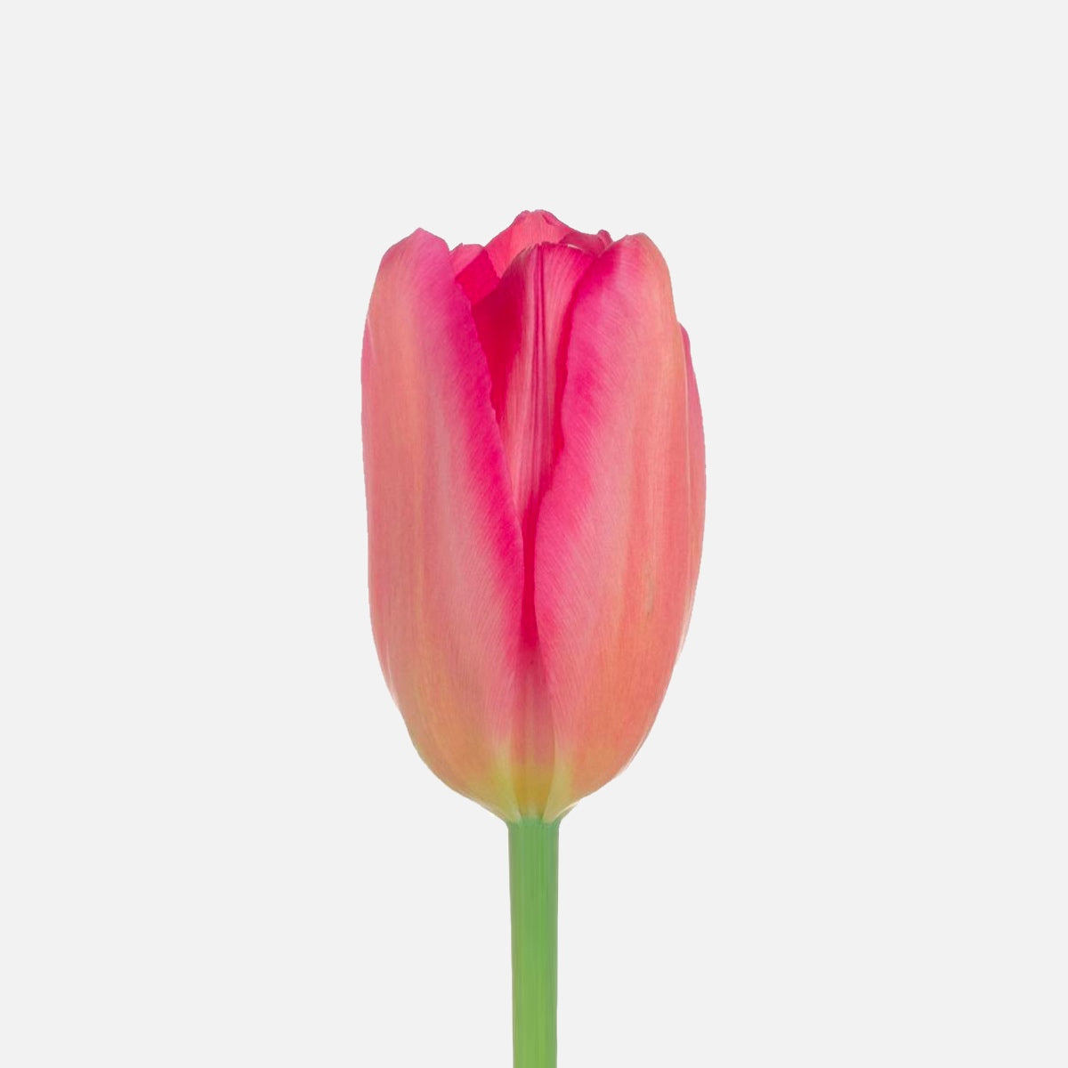 Französische Tulpen pink