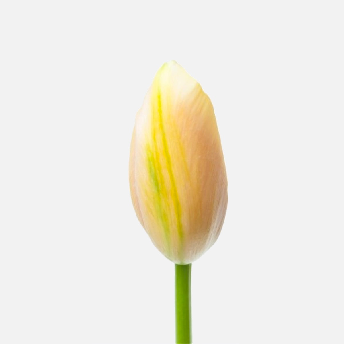 Französische Tulpen lachsrosa