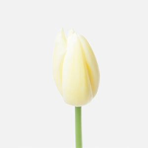 Französische Tulpen weiss