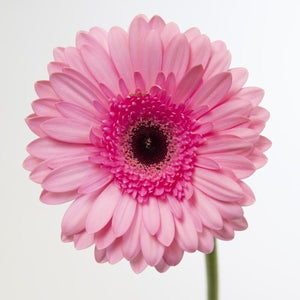 Gerbera rosa