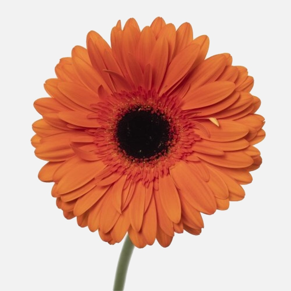 Gerbera orange