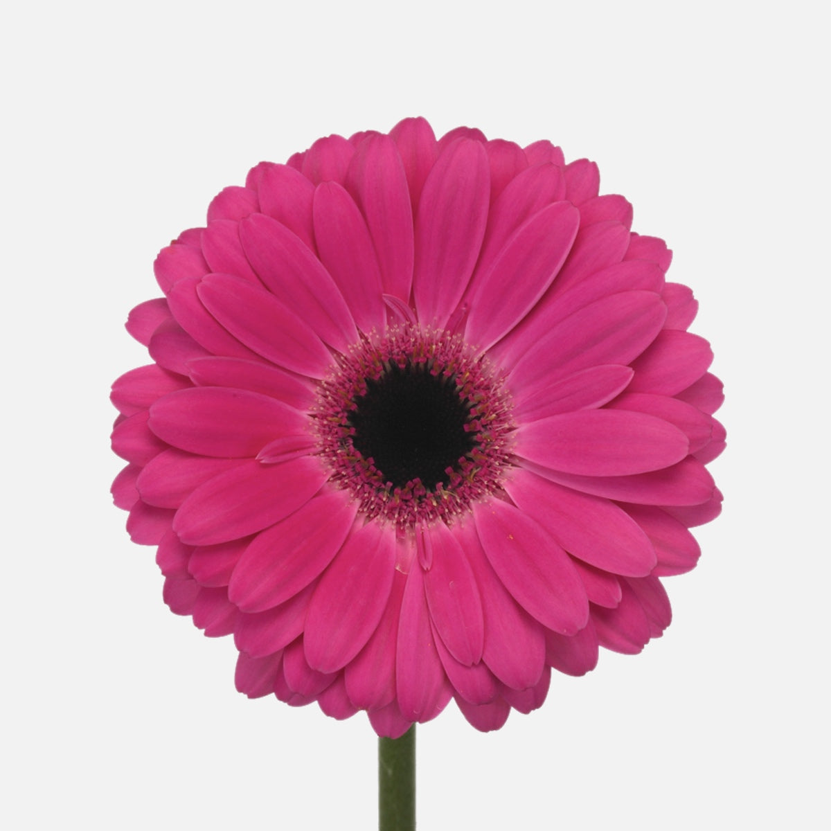 Mini Gerbera pink
