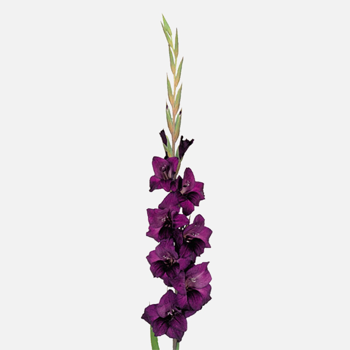Gladiolen violett