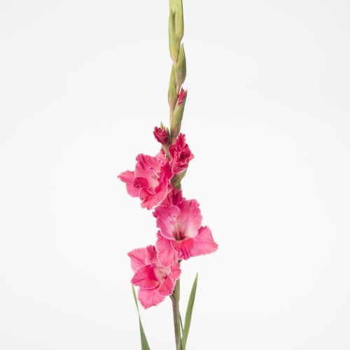 Gladiolen hot pink