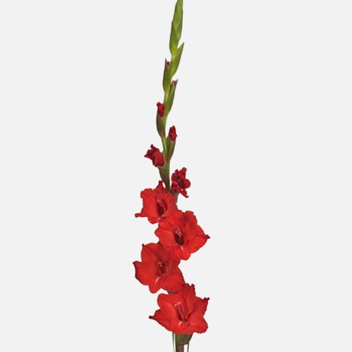Gladiolen rot