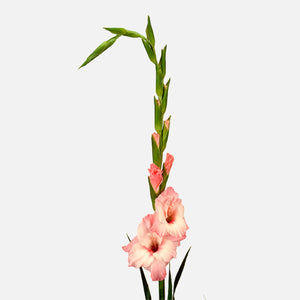 Gladiolen lachsrosa
